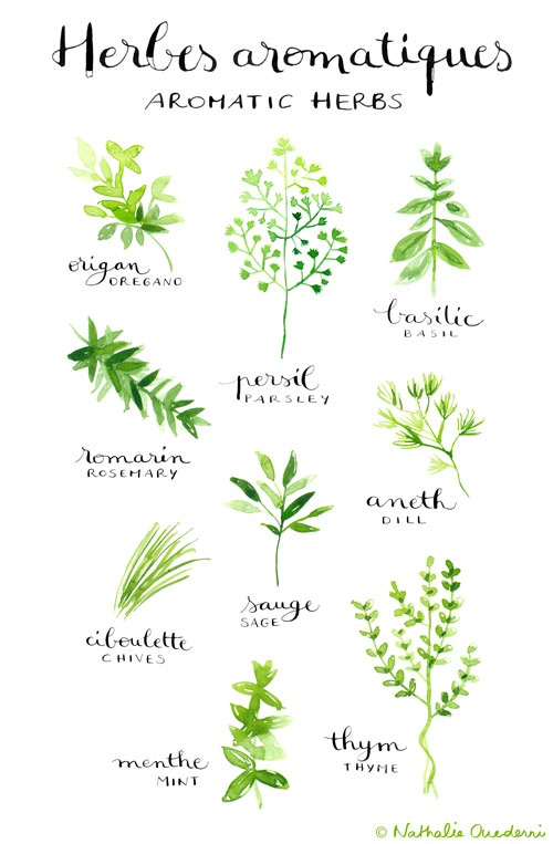 Aromatic herbs poste